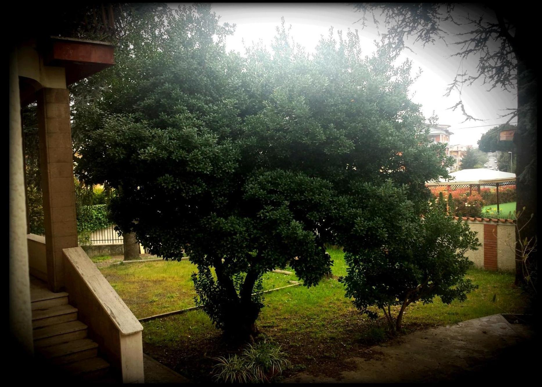La Casa Degli Oleandri — Foto 1